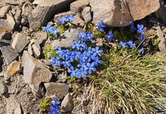 Gentiana bavarica subacaulis