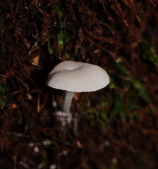 Entoloma albidosimulans