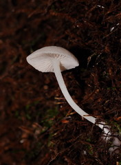 Entoloma albidosimulans