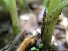 Pterostylis areolata