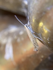 Ypsolopha unicipunctella