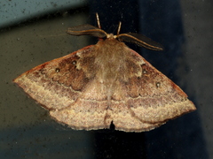 Anthela repleta