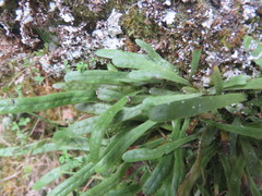 Notogrammitis patagonica