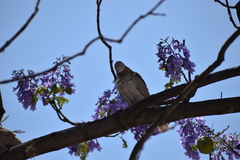 Streptopelia decaocto