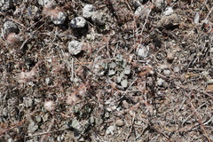 Convolvulus verecundus