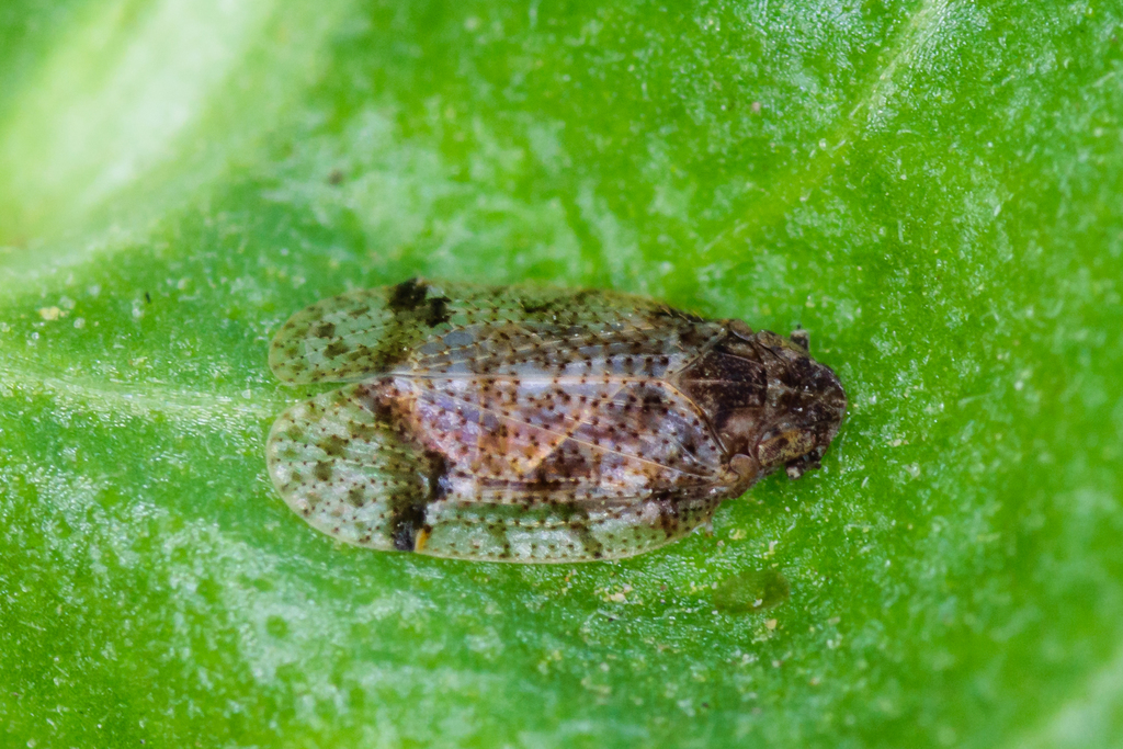 Microledrida fuscata