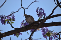 Streptopelia decaocto