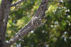 Tillandsia recurvata
