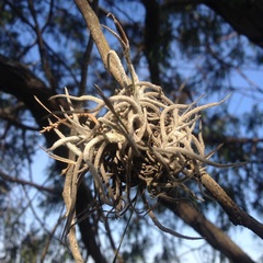 Tillandsia recurvata