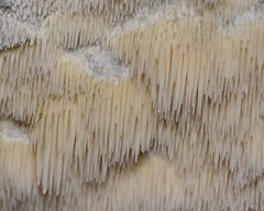 Dentipellicula leptodon