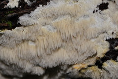 Dentipellicula leptodon