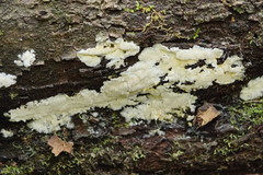 Dentipellicula leptodon