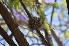 Tillandsia recurvata
