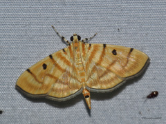 Notarcha