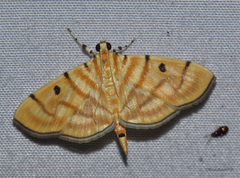 Notarcha