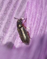 Eschatocrepis constrictus