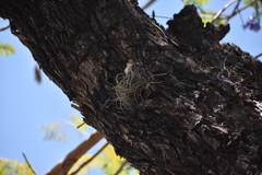 Tillandsia recurvata
