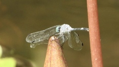 Micrathyria aequalis image