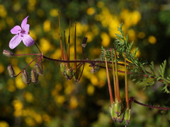 Erodium cicutarium