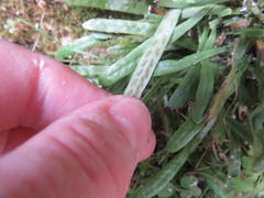 Notogrammitis patagonica