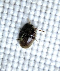 Mesocoelopodinae