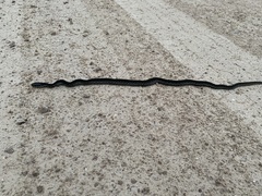 Thamnophis sirtalis similis