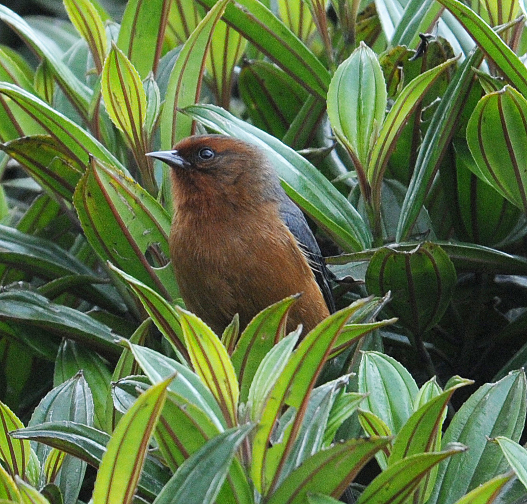 Rufous-browed Conebill illustration