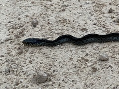 Thamnophis sirtalis similis