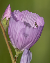 Eschatocrepis constrictus
