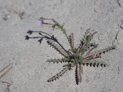 Gilia tenuiflora