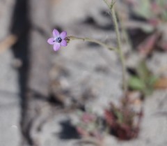 Gilia tenuiflora