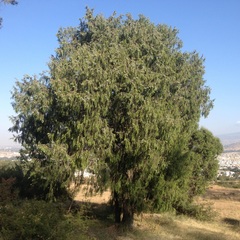 Juniperus poblana