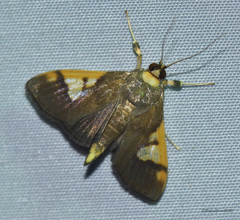 Ulopeza idyalis