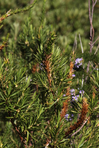 Image of Cliffortia heterophylla by (c) Tony Rebelo, some rights reserved (CC BY-SA)