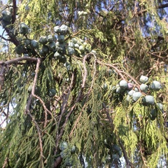 Juniperus poblana