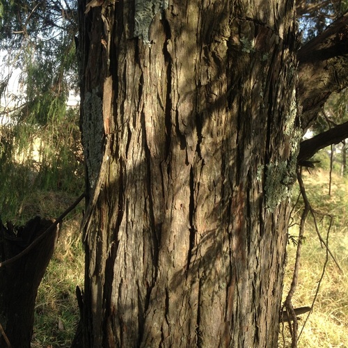 Puebla juniper