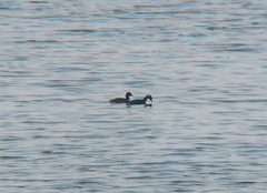 Podiceps nigricollis