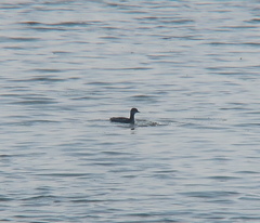 Podiceps nigricollis