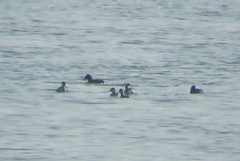 Podiceps nigricollis