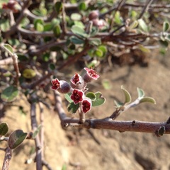Malacomeles denticulata