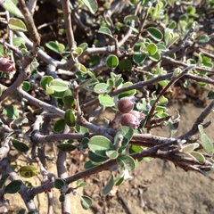 Malacomeles denticulata