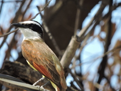 Pitangus sulphuratus