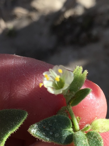 Desert wishbone-bush (Mirabilis laevis)