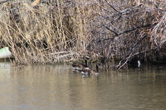 Branta canadensis