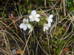 Euphrasia australis