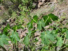 Cnidoscolus rostratus