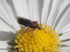Dilophus strigilatus