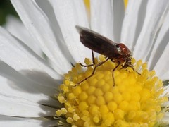 Dilophus strigilatus