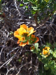 Castilleja latifolia