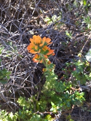 Castilleja latifolia
